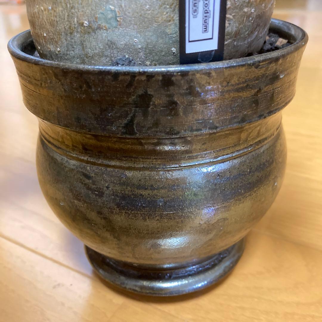 冬の値下げ❕　グラキリス　鉢付き　パキポディウム