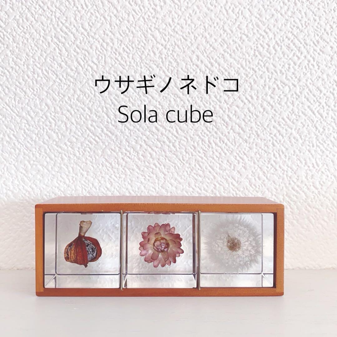 ウサギノネドコ Sola cube ３種類セット　標本ケース付き