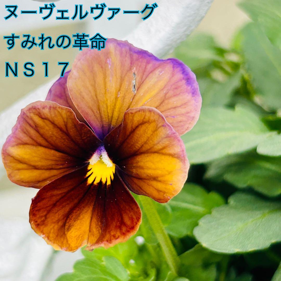 ＮＳ１７♥ サトウ園芸ヌーヴェルヴァーグ　すみれの革命♥超希少♥花苗ポットごと