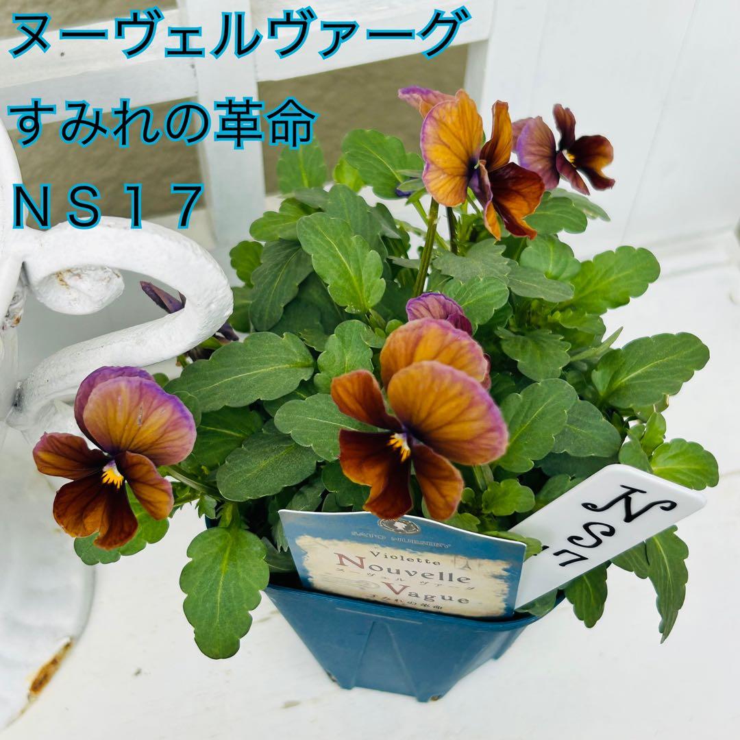 ＮＳ１７♥ サトウ園芸ヌーヴェルヴァーグ　すみれの革命♥超希少♥花苗ポットごと