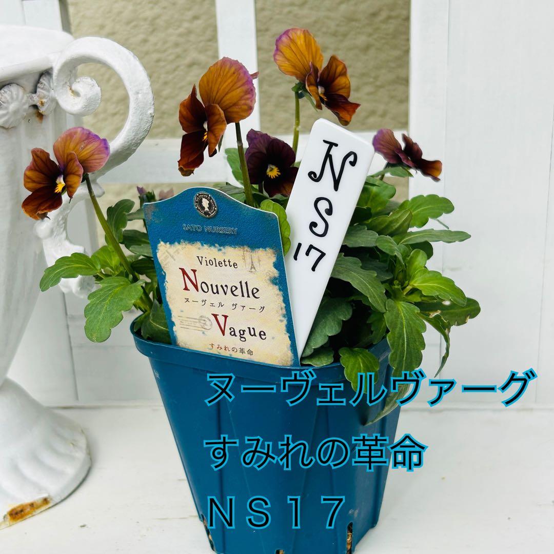 ＮＳ１７♥ サトウ園芸ヌーヴェルヴァーグ　すみれの革命♥超希少♥花苗ポットごと