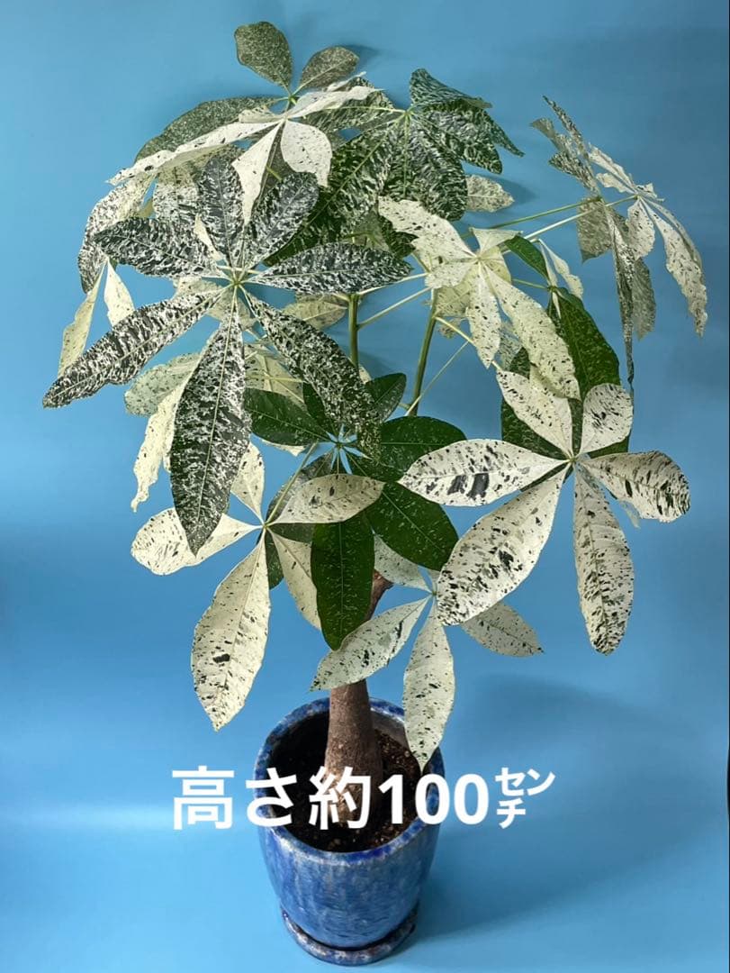 極白斑入りパキラ　ミルキーウェイ鉢付き