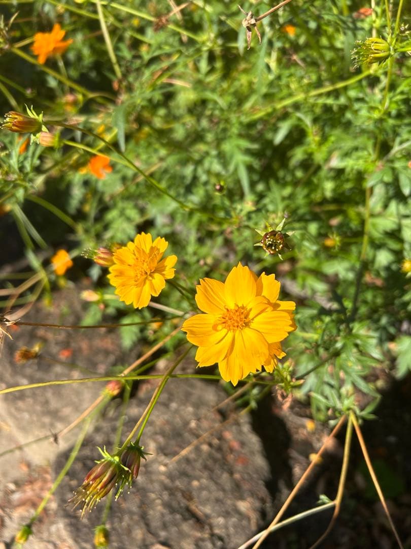 キバナコスモス　50000粒以上