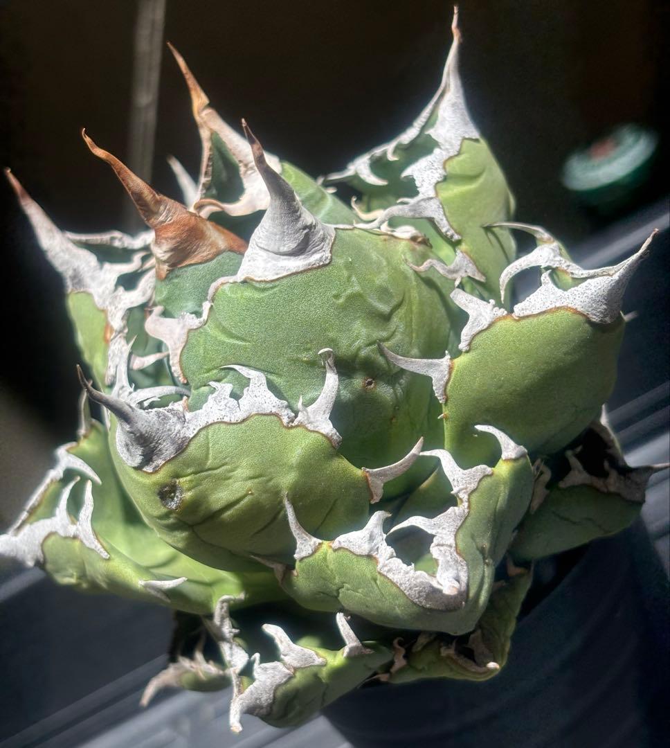 怪物級！アガベスーパーチタノタ（極上株）超S級悪魔くんBAKEMONO高級品種！