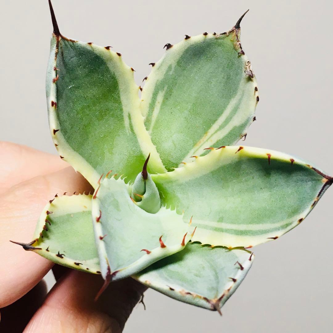 【稀少】オリザバ TC苗 アガベ パリー Agave 'Orizaba'