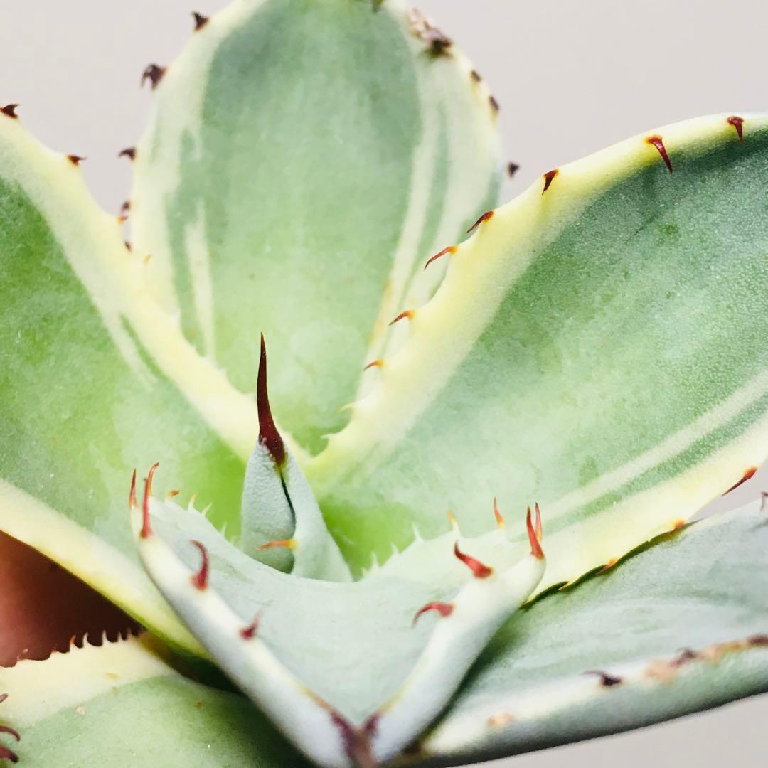 【稀少】オリザバ TC苗 アガベ パリー Agave 'Orizaba'