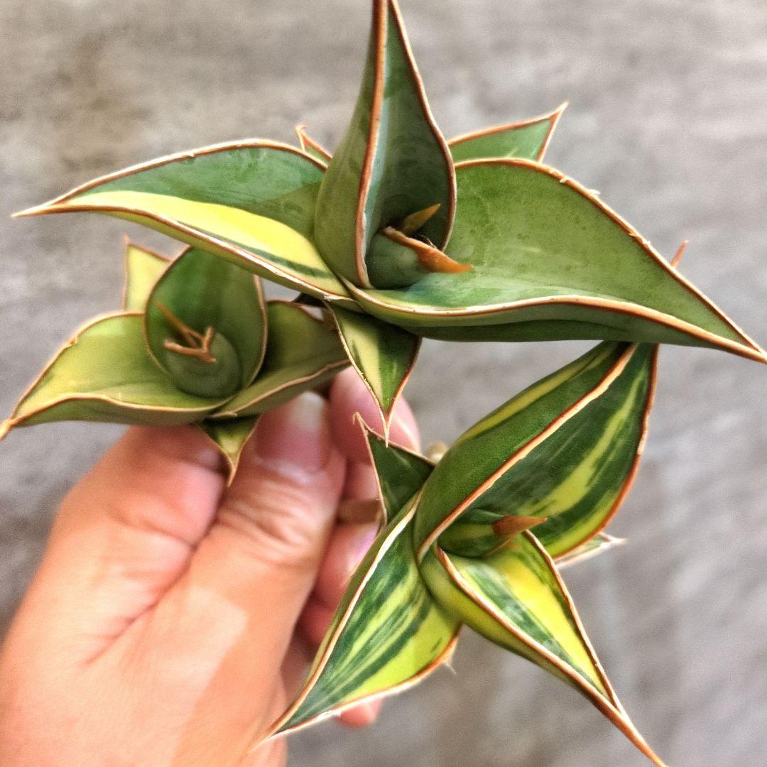 パ*ペ様 サンスベリア　ピングイキュラ　3株セット　多肉植物　ロリダ　極上輸入株