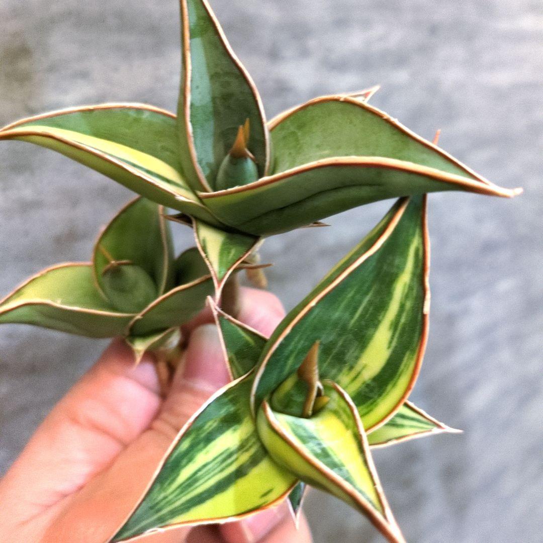 パ*ペ様 サンスベリア　ピングイキュラ　3株セット　多肉植物　ロリダ　極上輸入株