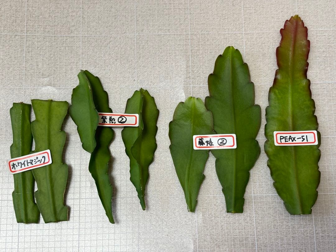 孔雀サボテン　PEAX-51 藤娘　紫勲　ホワイトマジック