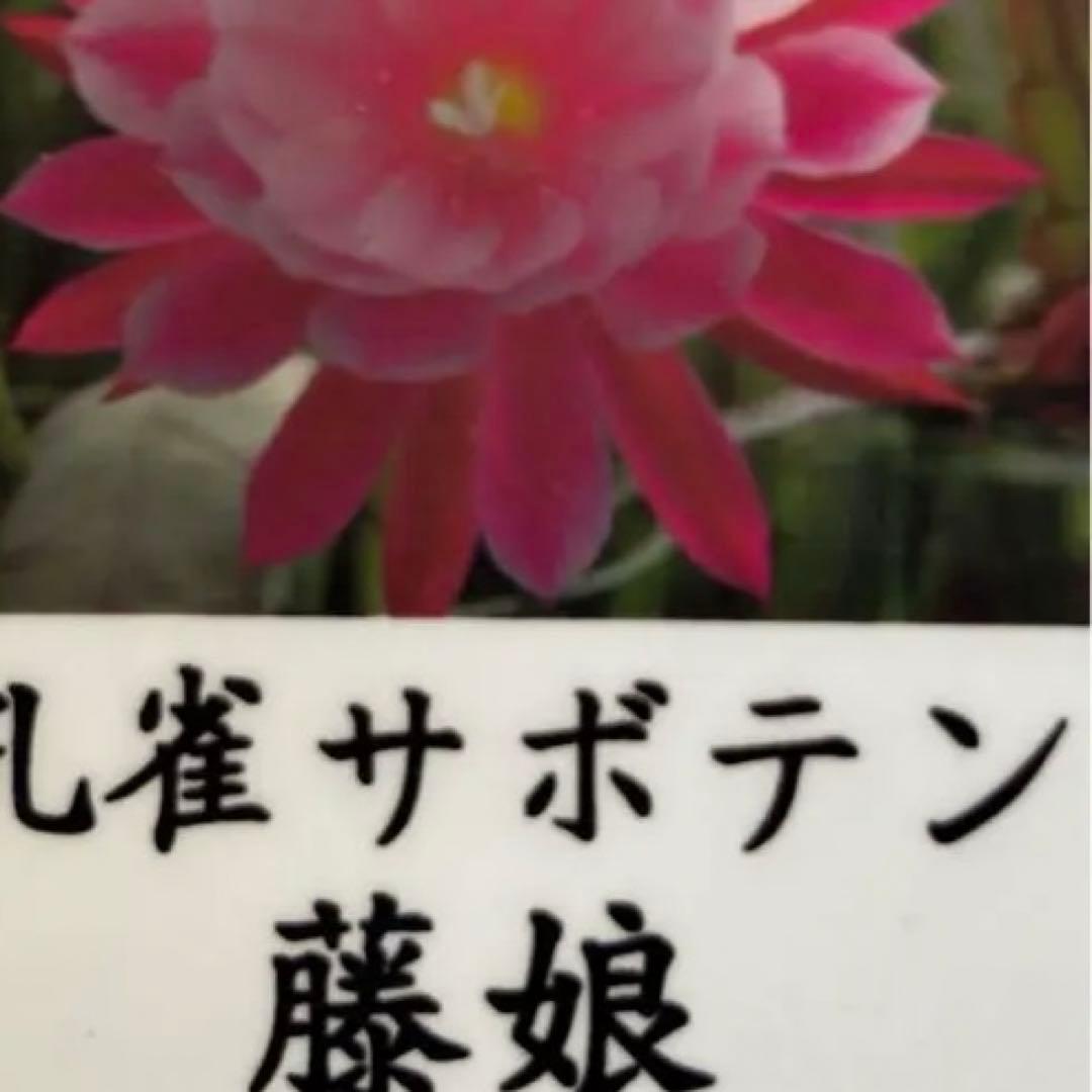 孔雀サボテン　PEAX-51 藤娘　紫勲　ホワイトマジック