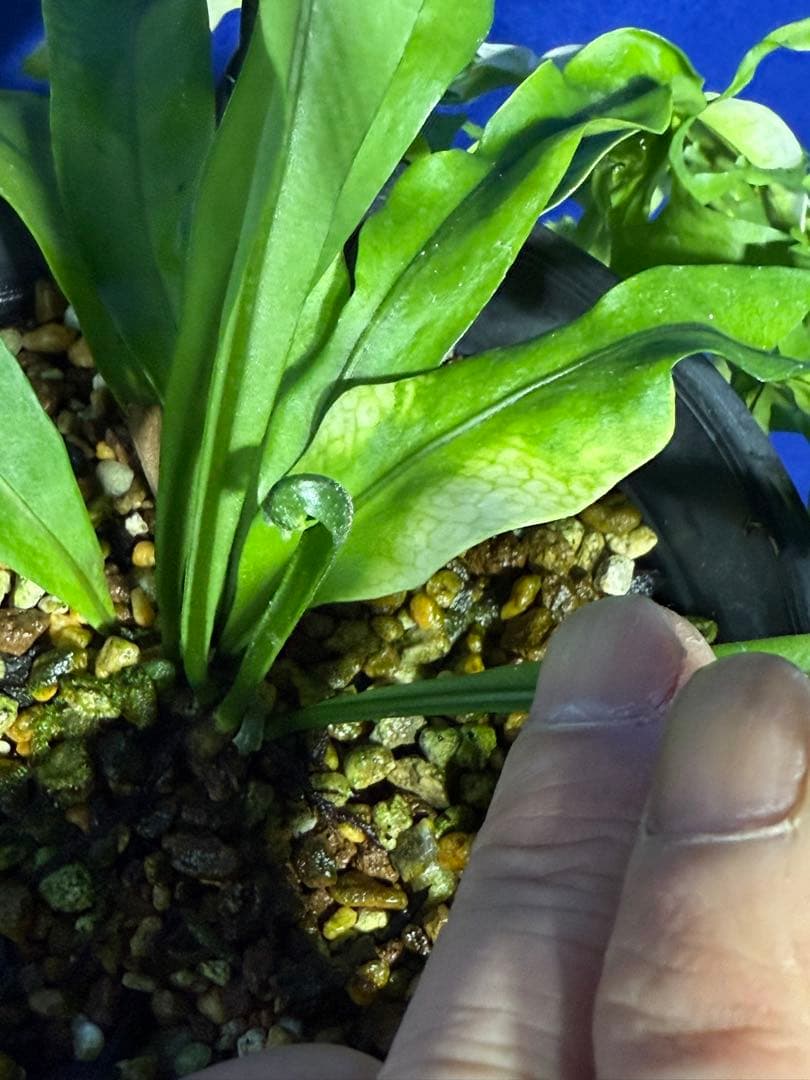 17 Microsorum sp.variegated 斑入りミクロソリュウム