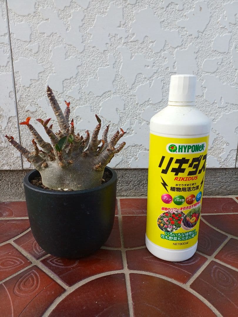 アデニウムドワーフブラックスキン