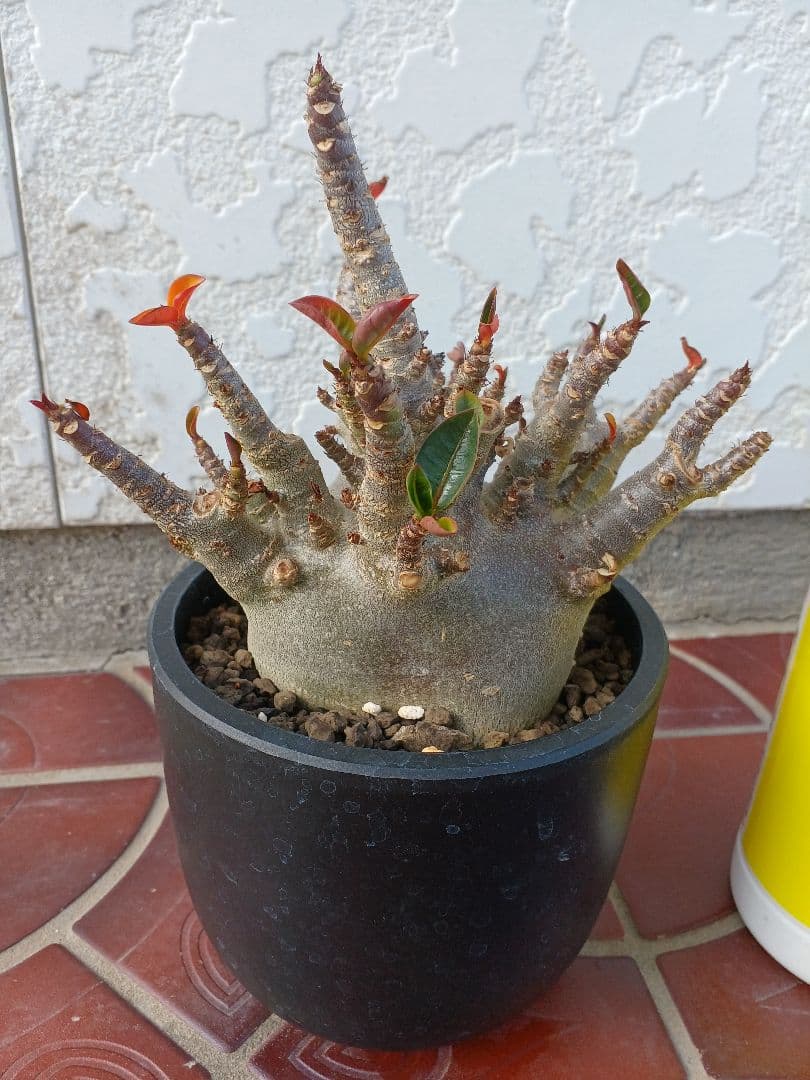 アデニウムドワーフブラックスキン