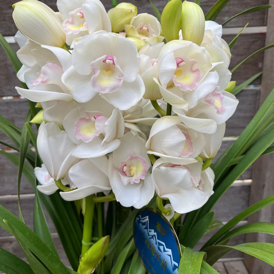 シンビジューム　シンビジウム　ザ　ツー　バージンズ　５本立ち　ホワイトピンク