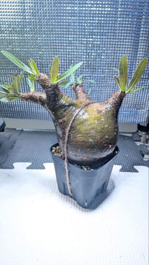 t*k様 パキポディウム　グラキリス　現地球