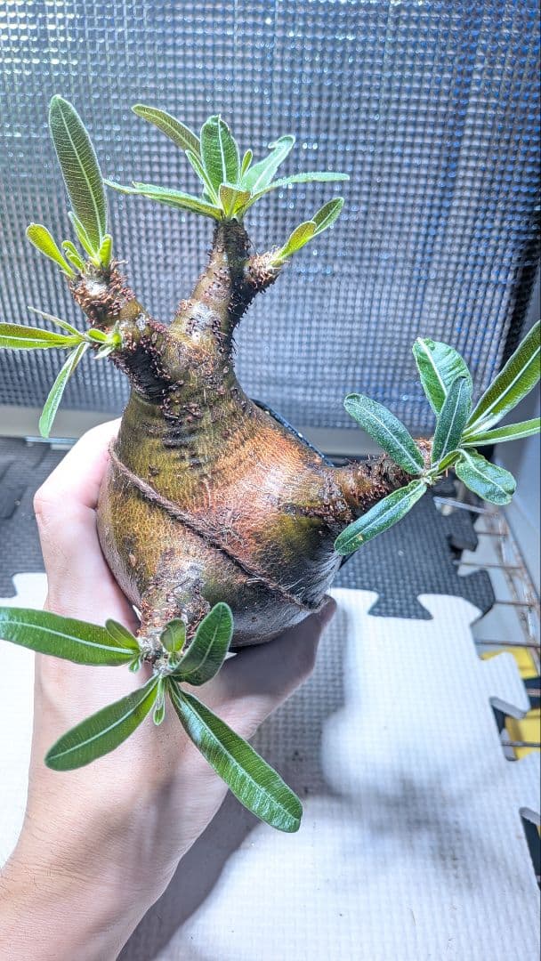 t*k様 パキポディウム　グラキリス　現地球