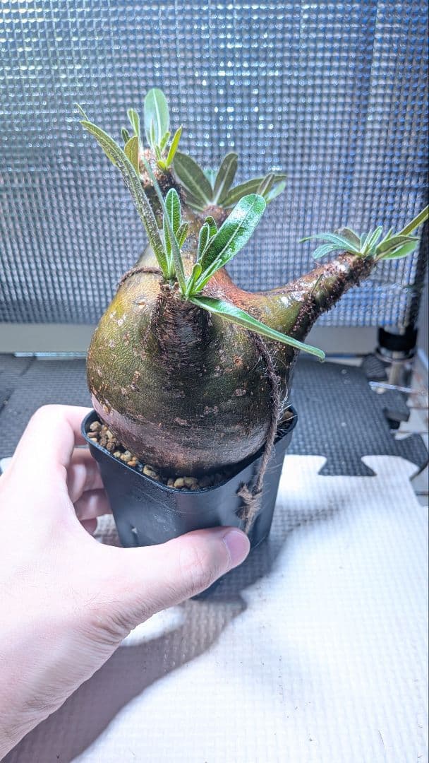 t*k様 パキポディウム　グラキリス　現地球