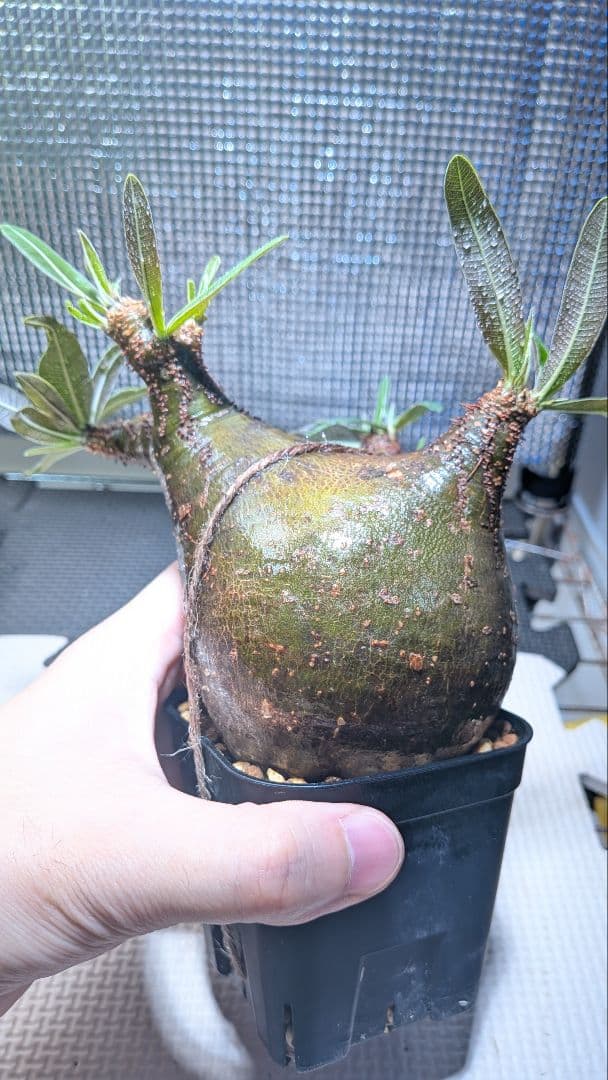 t*k様 パキポディウム　グラキリス　現地球