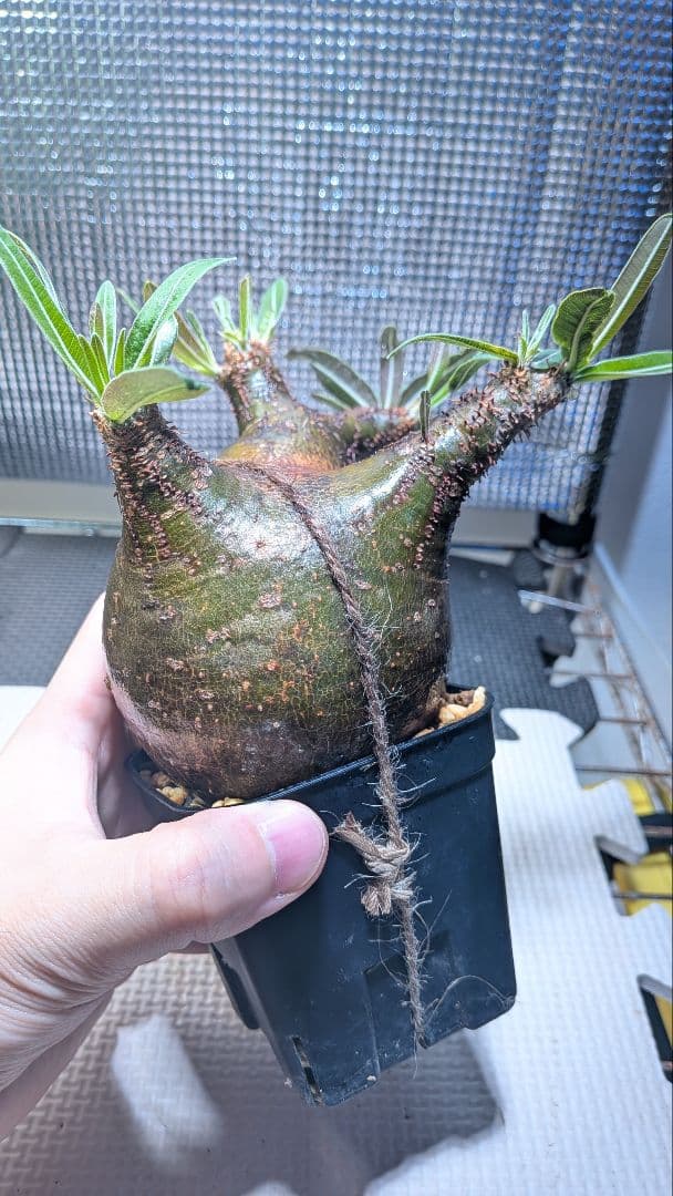 t*k様 パキポディウム　グラキリス　現地球