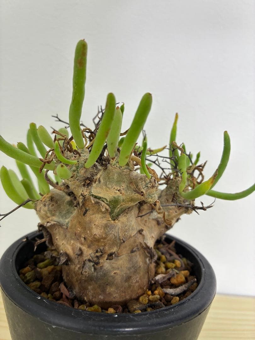 チレコドン レティキュラーツス 万物想 塊根植物　抜き苗　葉落ちします