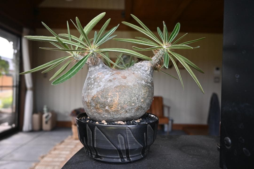 グラキリス　パキポディウム　パキポ　現地球　幅約13㎝