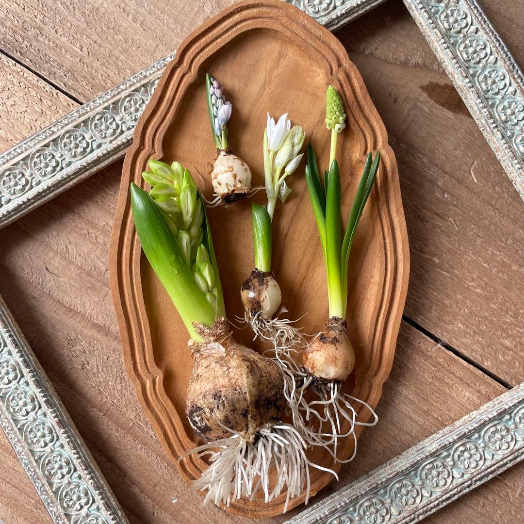 水耕栽培芽出し球根ホワイト４種セット