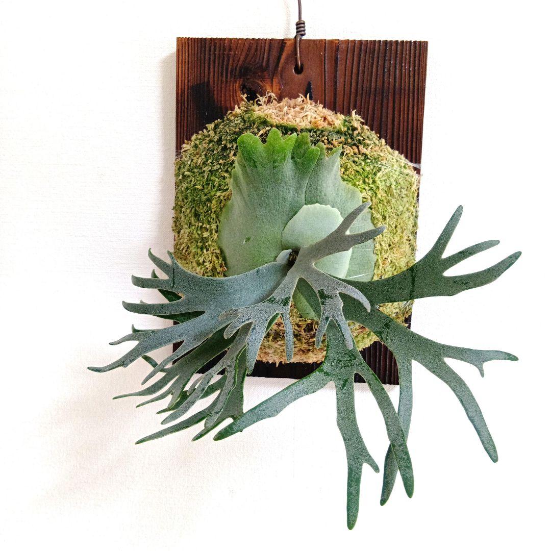 ビカクシダ・Bacteria・親株サイズ