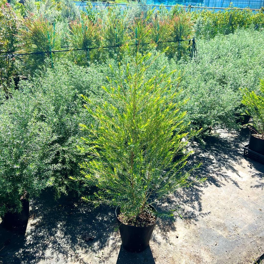 【高さ160㎝前後‼️】メラレウカ　メディカルティーツリー ティーツリー　苗