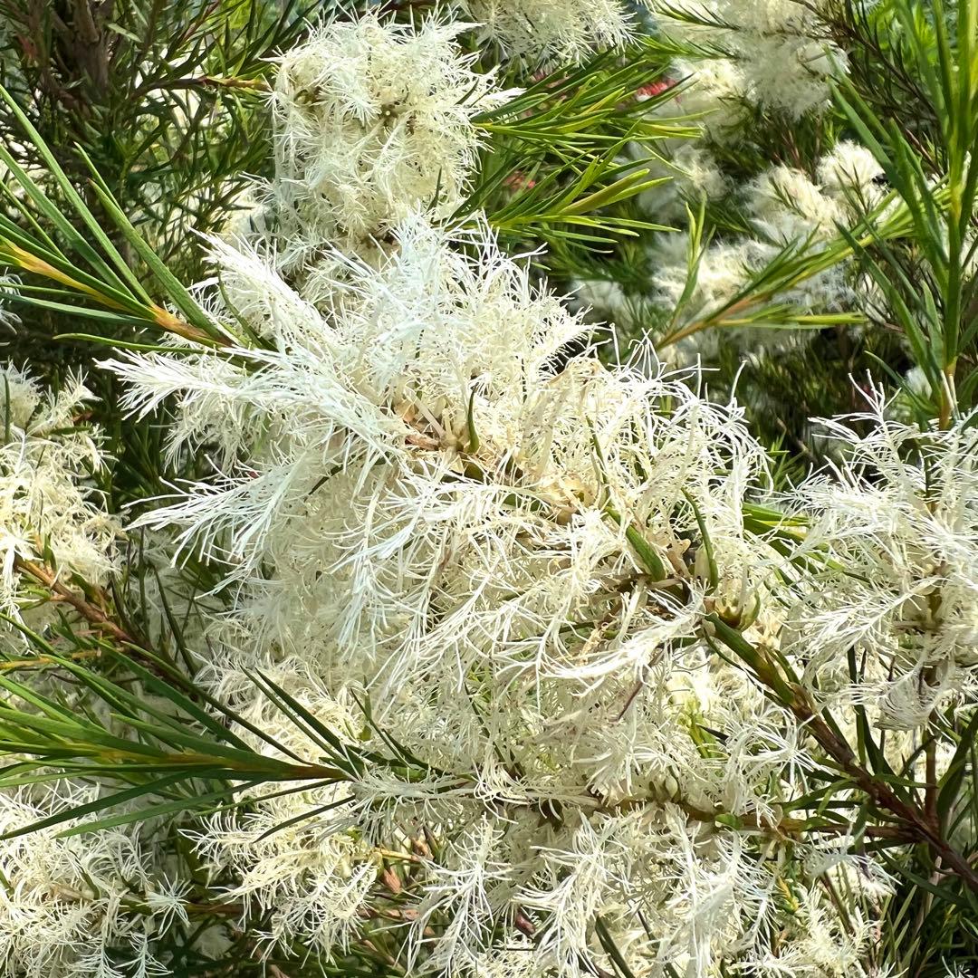 【高さ160㎝前後‼️】メラレウカ　メディカルティーツリー ティーツリー　苗