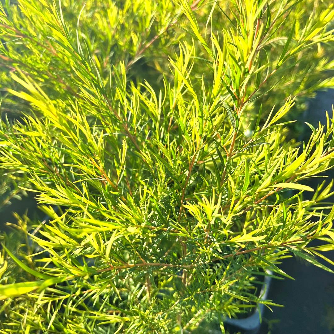 【高さ160㎝前後‼️】メラレウカ　メディカルティーツリー ティーツリー　苗