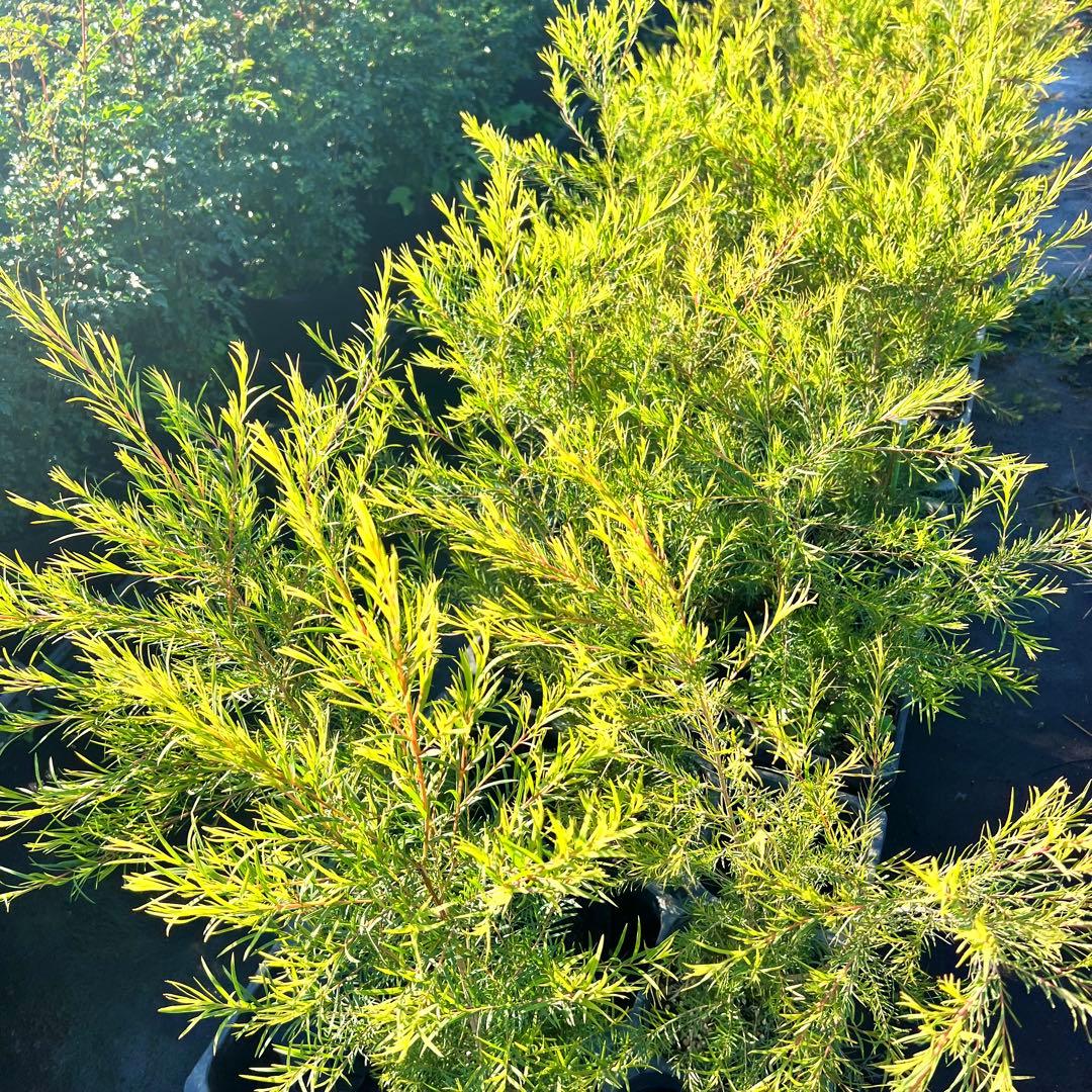 【高さ160㎝前後‼️】メラレウカ　メディカルティーツリー ティーツリー　苗