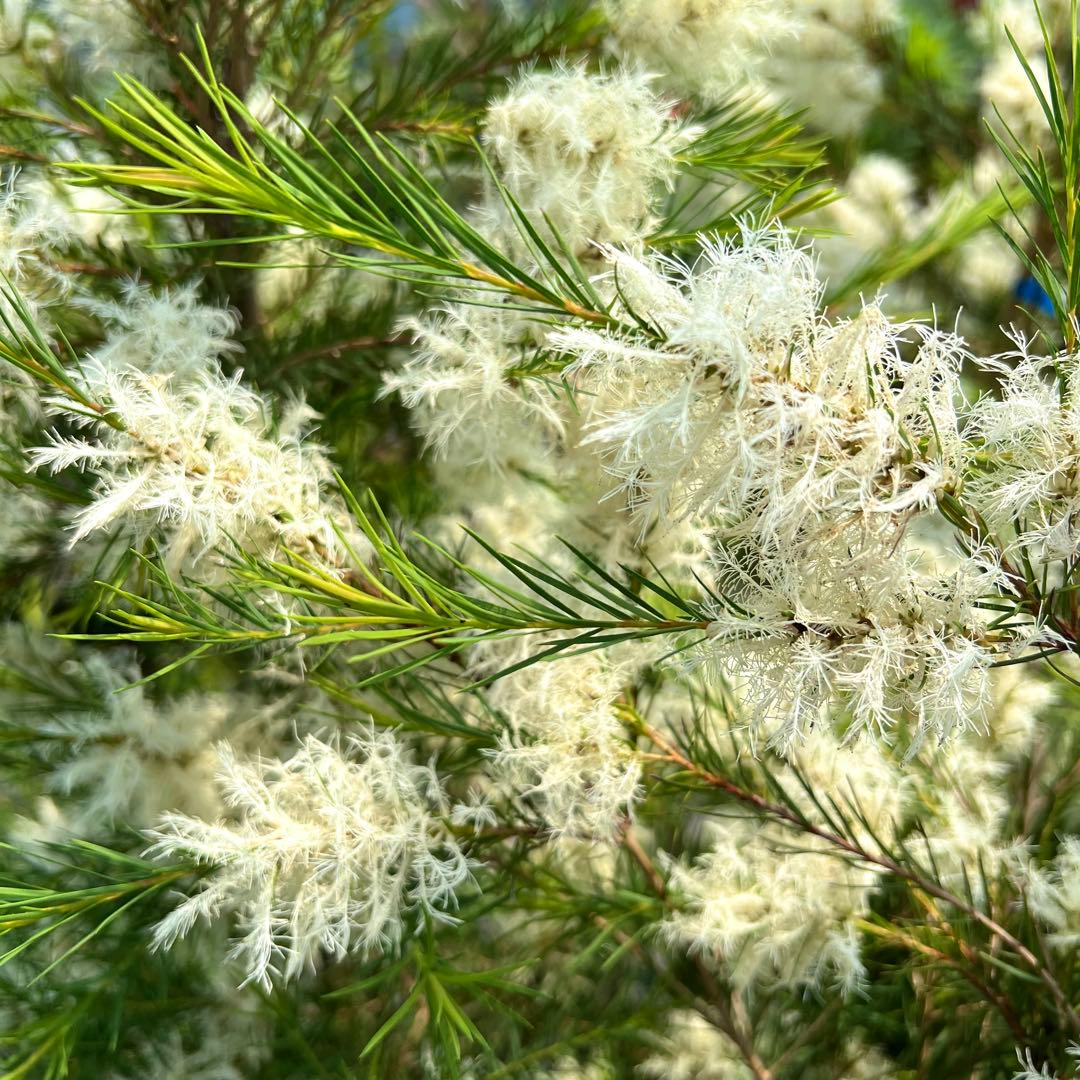 【高さ160㎝前後‼️】メラレウカ　メディカルティーツリー ティーツリー　苗