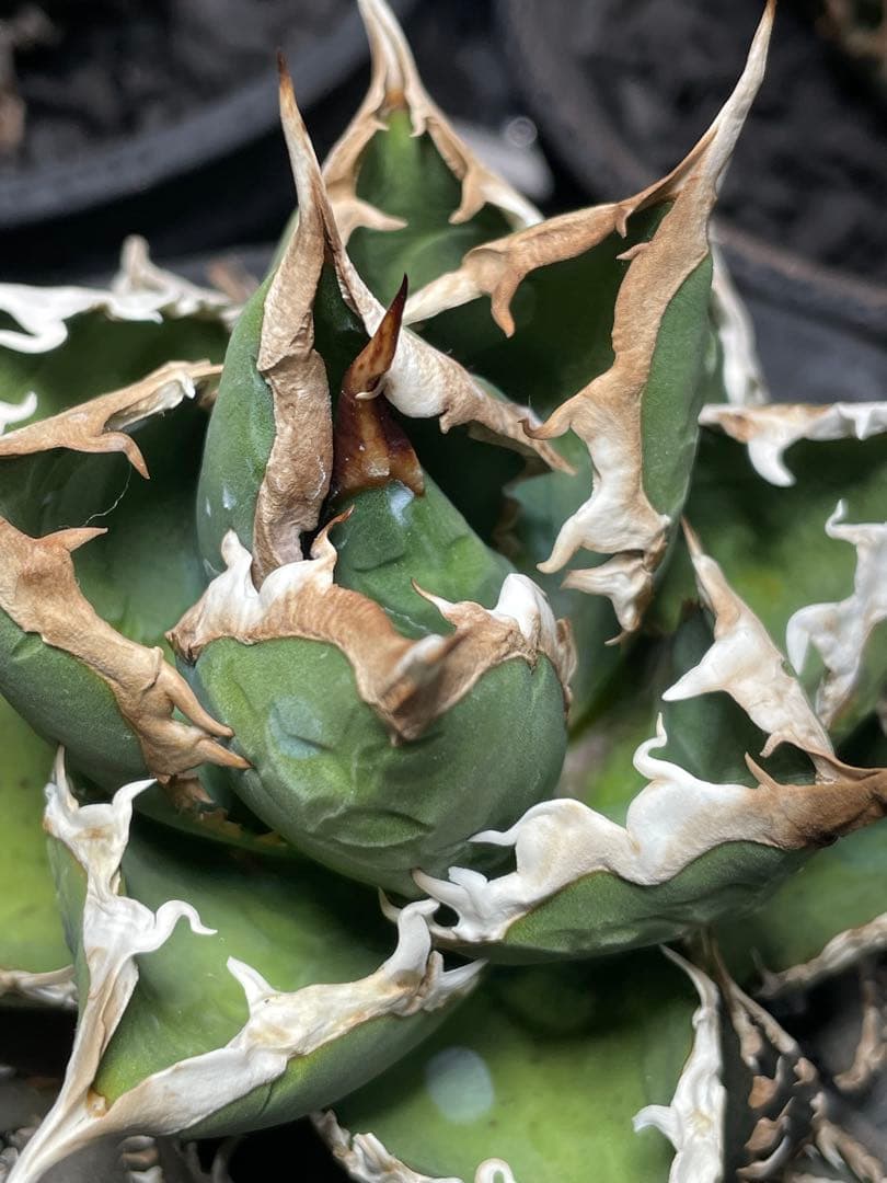 アガベ 包心龍①　ライズ(lize)血統