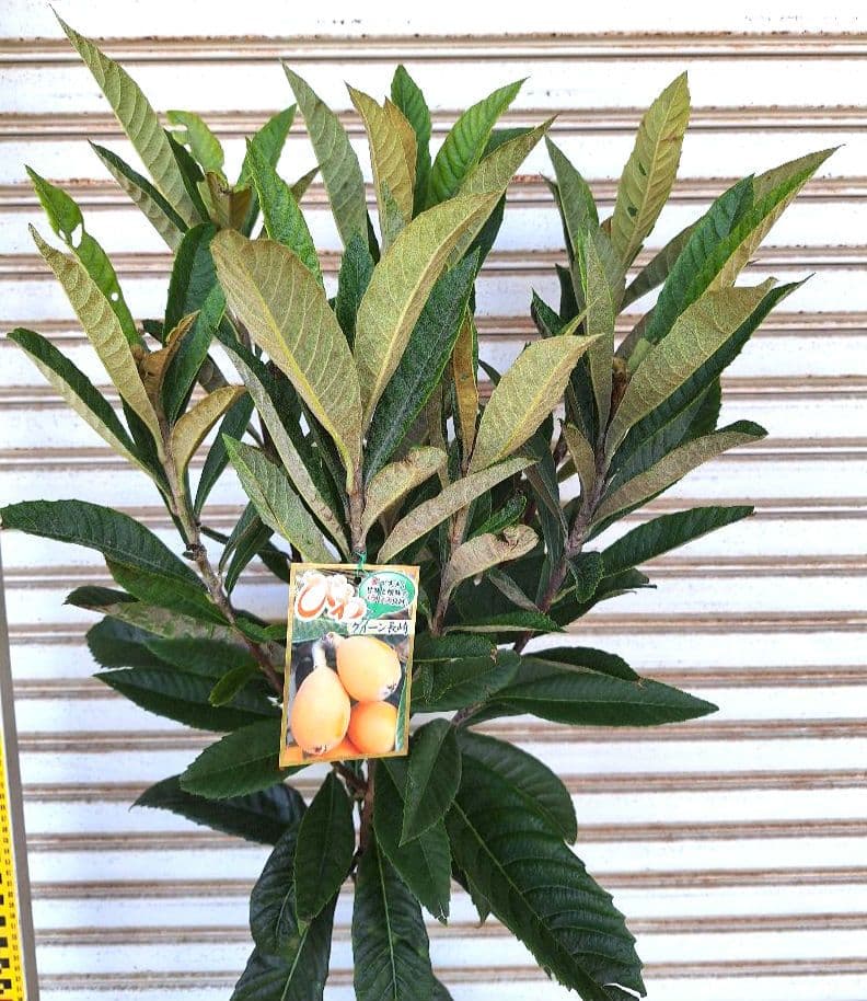 ビワ苗木【クィーン長崎】枇杷