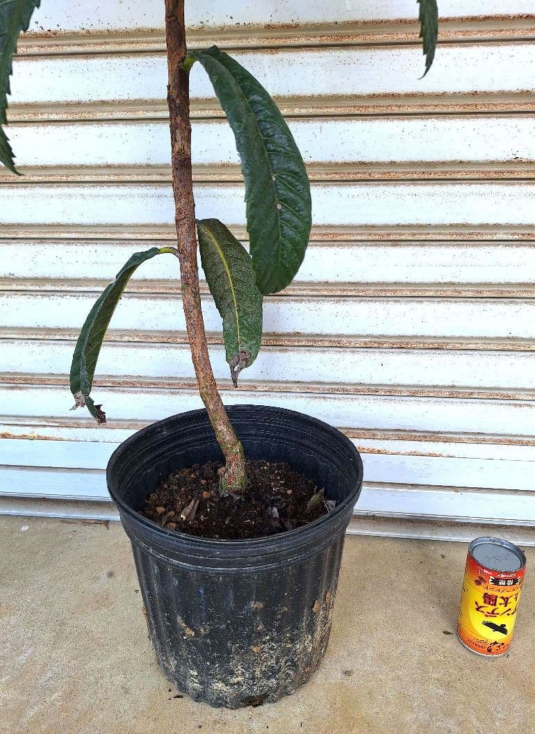 ビワ苗木【クィーン長崎】枇杷