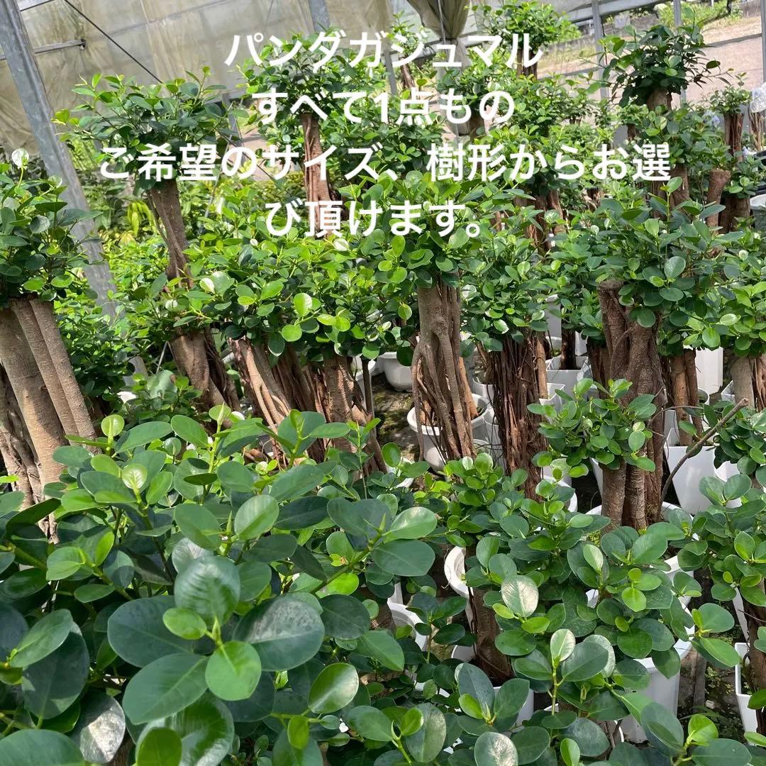 パンダガジュマル　希望の商品を選べます