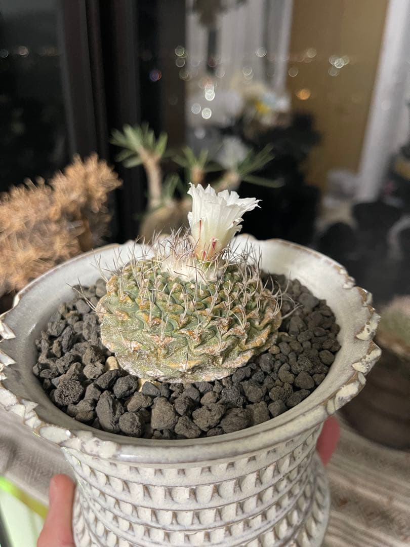 ヒントニー・菊水3株