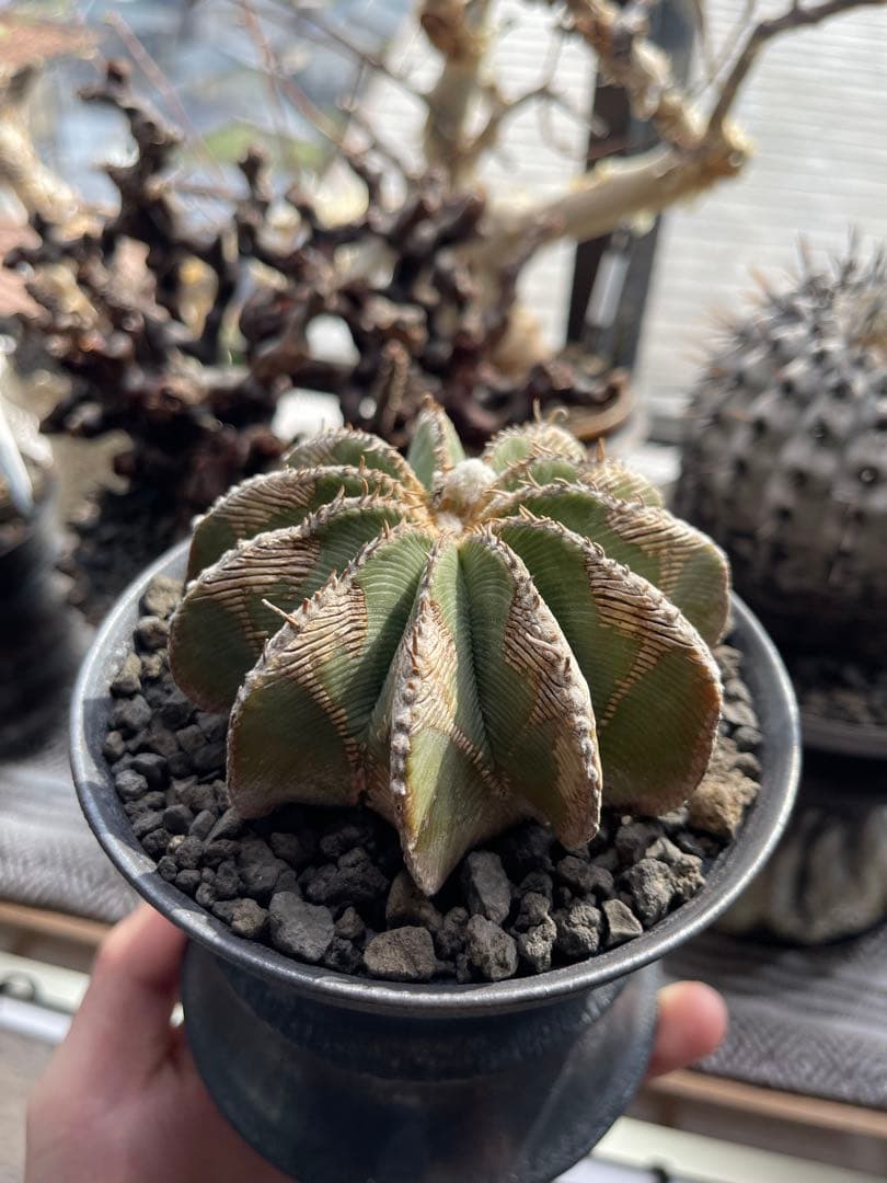 ヒントニー・菊水3株