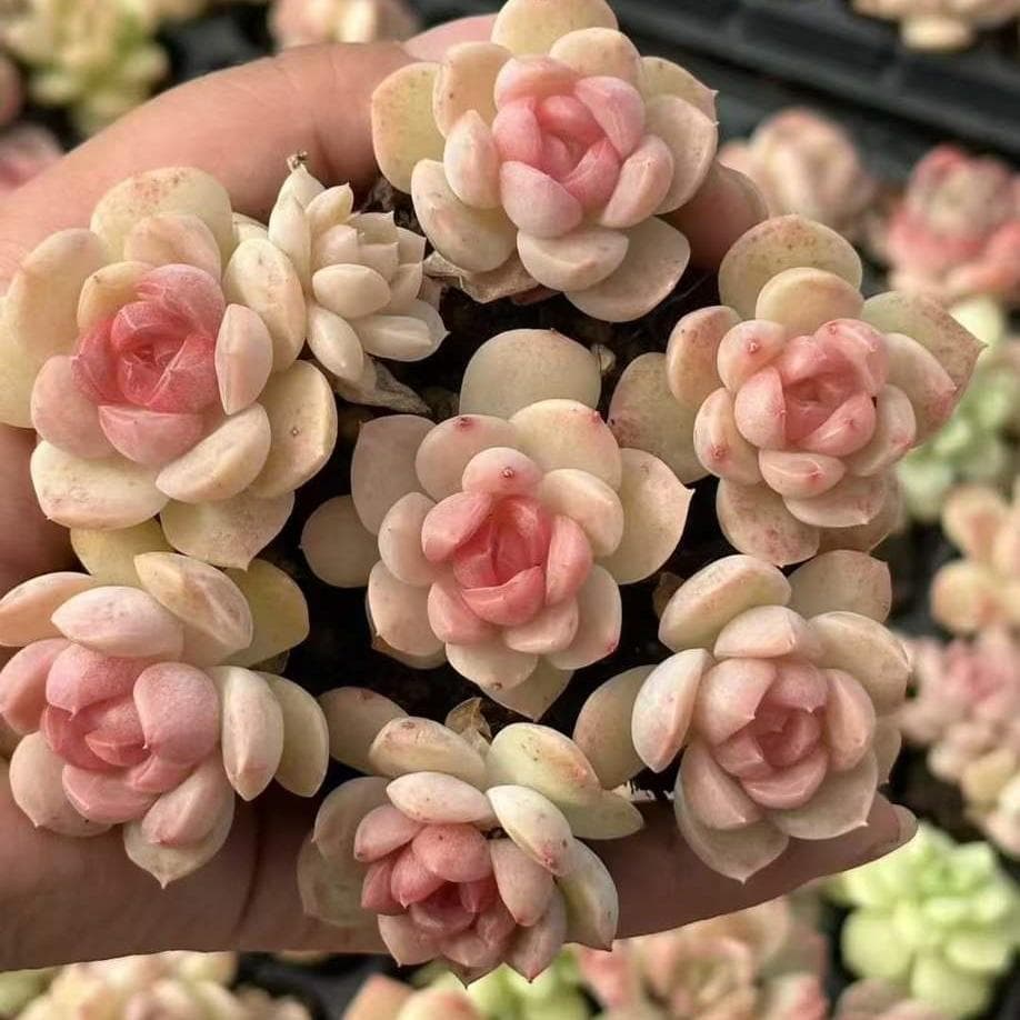 Top【選抜株】多肉植物　23480ドリームワールド 105個　プラグトレー苗