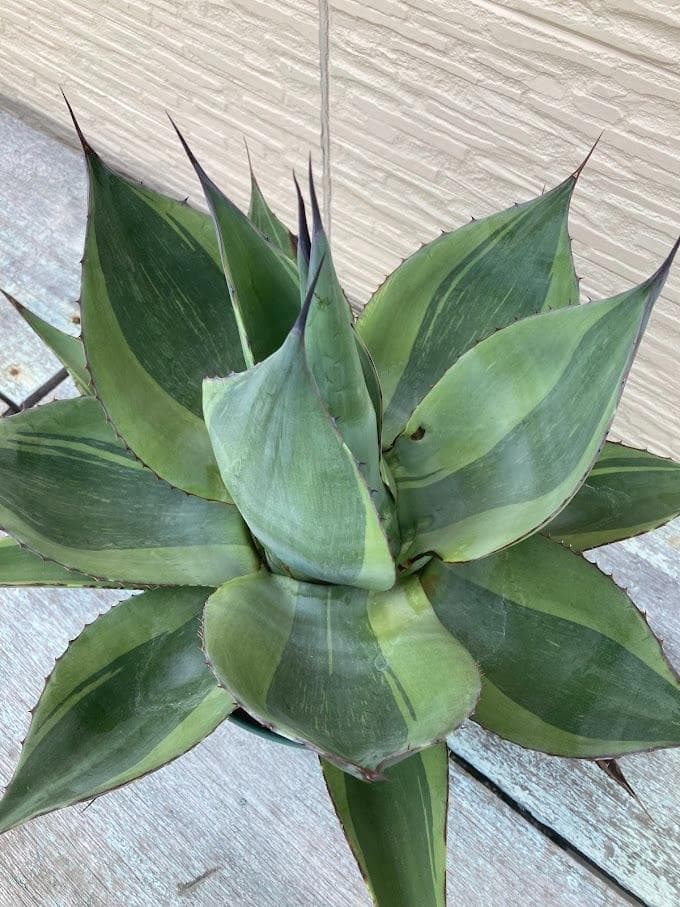 アガベ　オバティフォリア　キラー　【2/8撮影】☆未発根☆