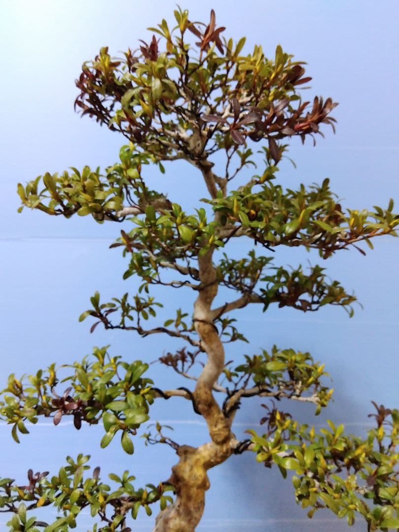 ✦由布姫　皐月盆栽　さつき盆栽　サツキ盆栽　花物盆栽