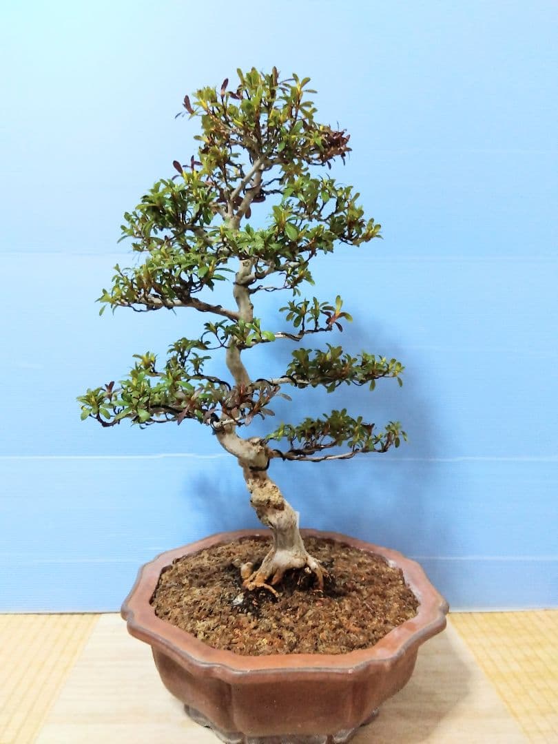 ✦由布姫　皐月盆栽　さつき盆栽　サツキ盆栽　花物盆栽