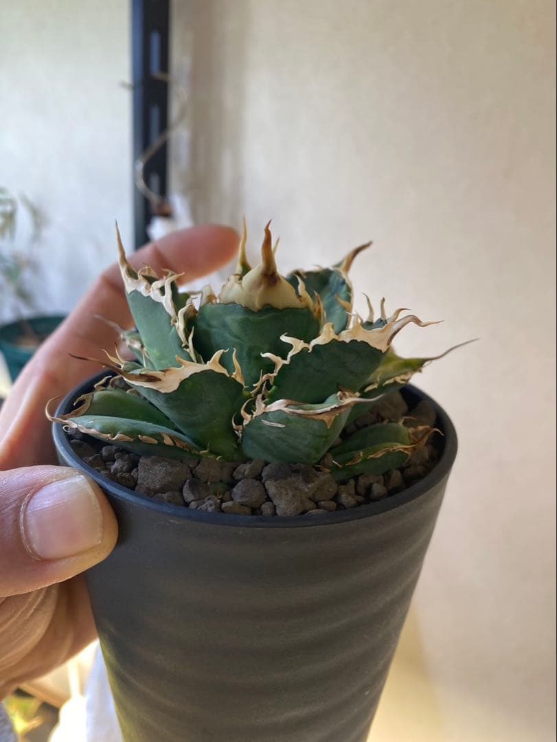 アガベ　デッドヒート　DEADHEAT　子株　ロウルサンコ産（実生　レジェンド