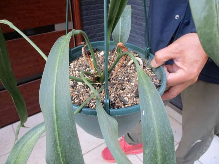 【現品】アンスリューム・ ビタルフォリアム　7号　G3番