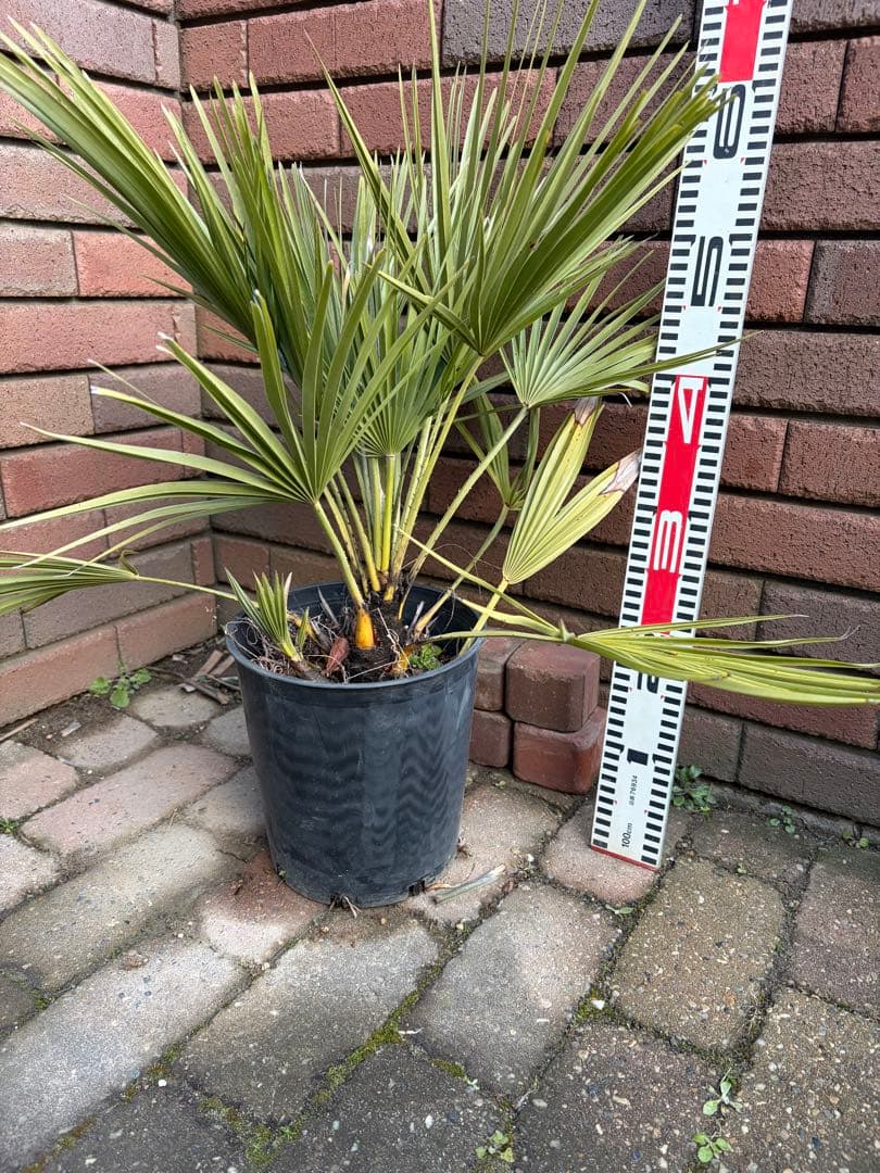 チャメロプス　フミリス　あ