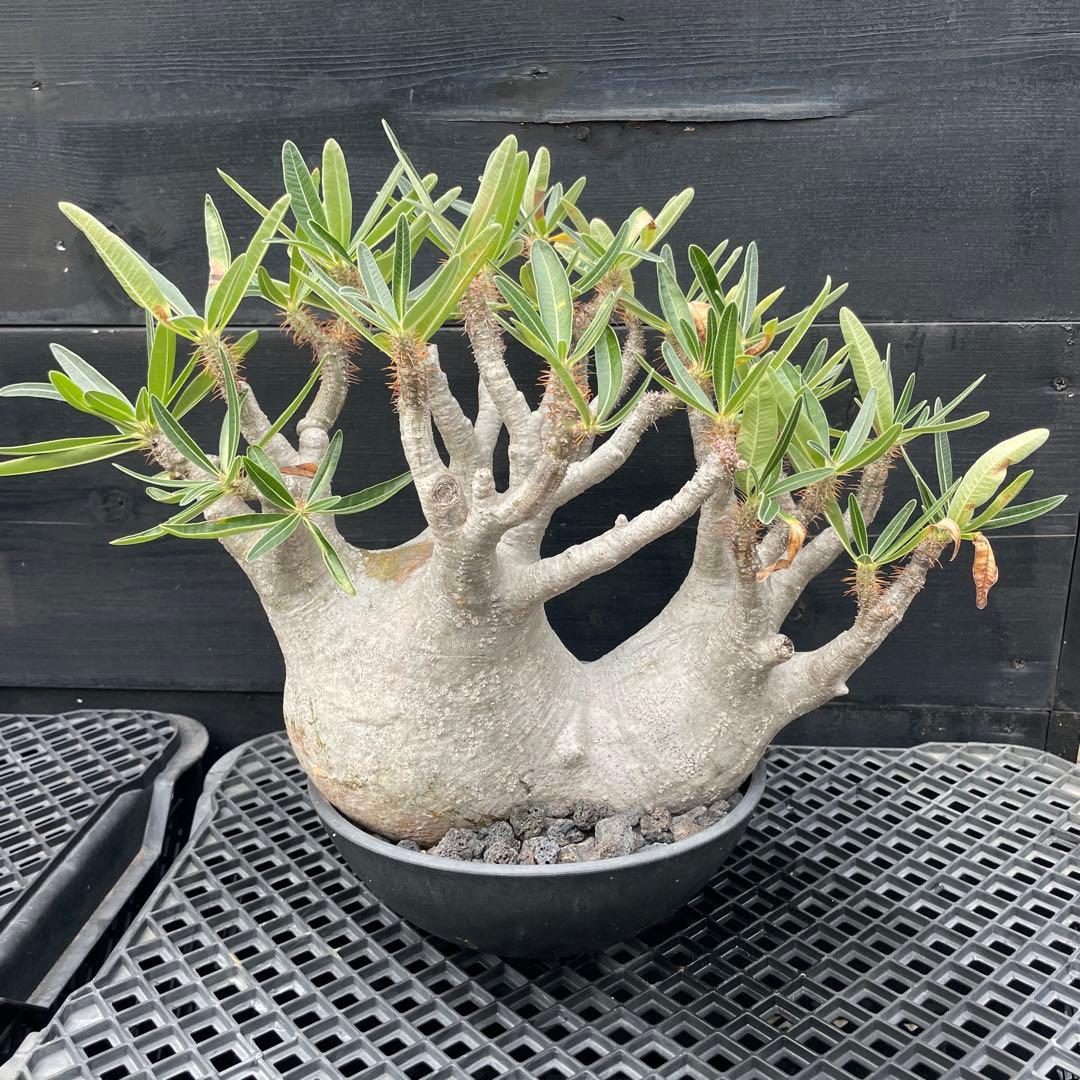 【双頭】パキポデウム・グラキリス