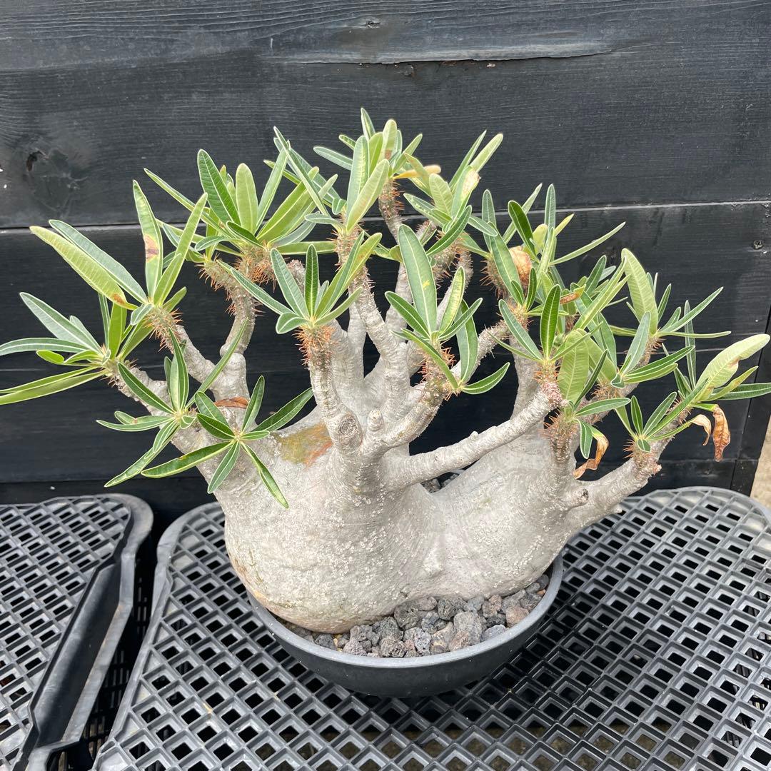 【双頭】パキポデウム・グラキリス