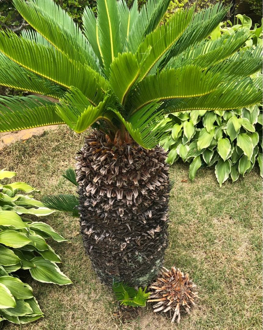 ソテツ 極太蘇鉄 子株付き
