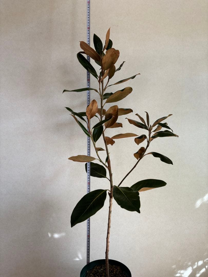 現品発送 ヤマト運輸発送 泰山木 タイサンボク リトルジェム 苗 希少 レア