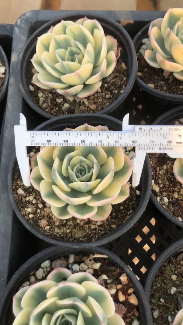 50多肉植物ルノーディーン 50苗4-6CM